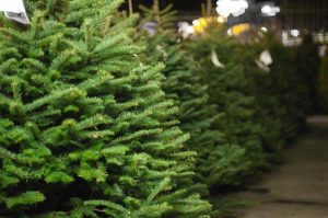 Live Goods & Christmas Trees